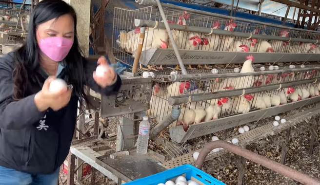 在地養雞場負責人張小姐，捐贈1200蛋到議員賴美美服務處，希望給弱勢家庭加菜，伸港鄉黃上食品得知也捐出180包麵條，賴清美和秀水代表藍俊宇一起自掏腰包，加碼買260顆高麗菜，分贈給130多個家庭。（賴清美提供／吳敏菁彰化傳真）