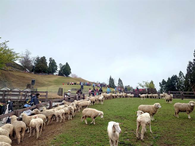 清境农场是全台唯一可以体验高山牧羊的地方，每年奔羊节都吸引上千游客朝圣，但因疫情奔羊节已经2年没办，今年疫情稍稍趋缓，清境奔羊节18日如期登场。（清境农场提供／吴建辉南投传真）