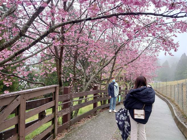 目前台14线、台14甲线沿路还有樱花可看，粉红色的吉野樱在草原上盛开，十分浪漫。（清境农场提供／吴建辉南投传真）