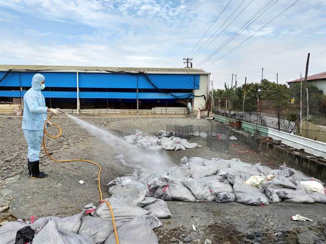 屏东县肉鸭场确诊禽流感，屏县府扑杀近千只肉鸭。(屏县府提供)