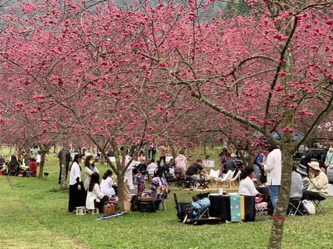 黄瑞奇强调，目前九族樱花八重樱是满开状态，吉野樱也有9成，富士樱则是3成左右，预计228连假会盛开，接下来还会有几场樱花茶会，欢迎所有乡亲朋友，到九族喝台湾最好的鱼池红茶，感受台湾最浪漫的樱花茶会。(九族提供／吴建辉南投传真)