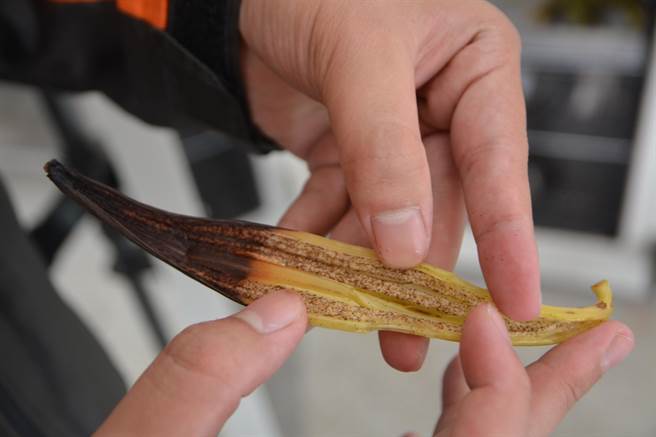 等了3年，全台首批香荚兰终要採收，不料却因高温而成空包弹。（谢佳潾摄）