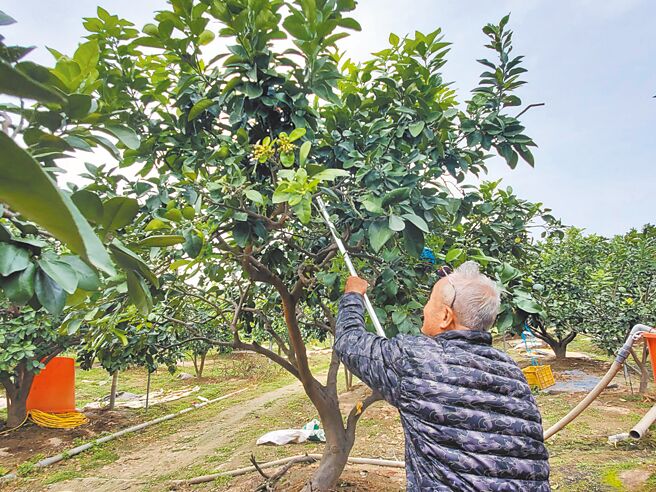 云林县斗六市文旦老果农刘招男积极管理文旦园，他表示只要有适当的水源和有机肥，他的文旦可以在白露前採收，但销售就有赖年轻人了。（周丽兰摄）