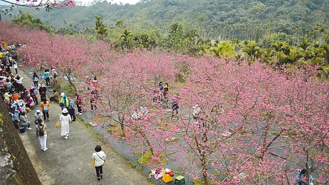 嘉义县番路乡半天岩樱花园百株八重樱近日盛开，园主免费开放让民眾赏花，17日有团体办理花下茶席，超过百人与会。（张亦惠摄）