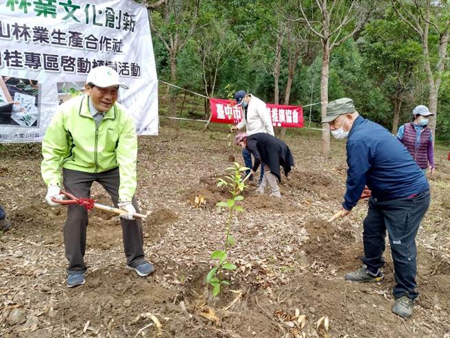 土肉桂苗木是由東勢林管處培育母樹林所採種育苗，能適應當地的環境及氣候。（東勢林管處提供／王文吉台中傳真）