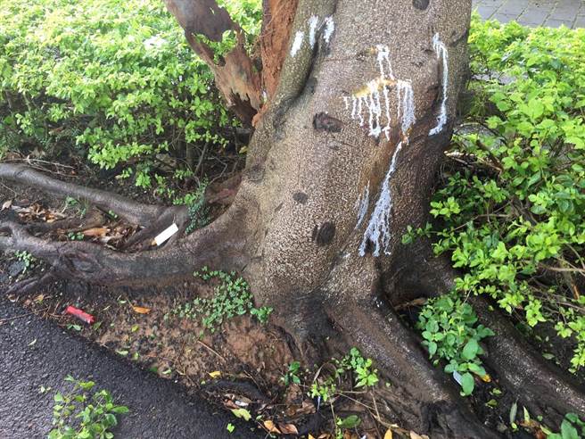 1名外籍移工18日上午骑电动机车自撞路树倒地。（读者提供／谢明俊苗栗传真）