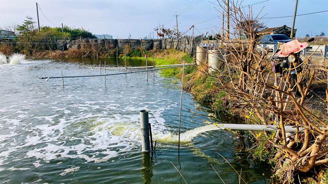 有了2016霸王級寒流前車之鑑，淺坪式虱目魚養殖戶仍對寒流嚴陣以待，紛紛搭設防風棚和注水加深池水。（張建成提供∕呂妍庭嘉義傳真）