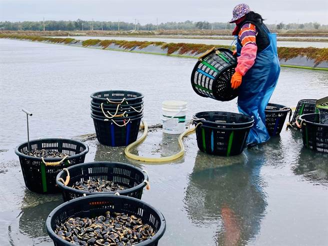 趕在寒流來襲前，嘉義縣布袋好美里一帶的文蛤池先行收成文蛤。（張建成提供∕呂妍庭嘉義傳真）