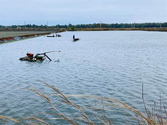 趕在寒流來襲前，嘉義縣布袋好美里一帶的文蛤池先行收成文蛤。（張建成提供∕呂妍庭嘉義傳真）