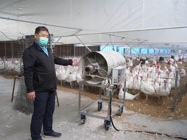 火鸡防寒害，云林县北港镇「台鸡店」让火鸡吹暖气。（张朝欣摄）