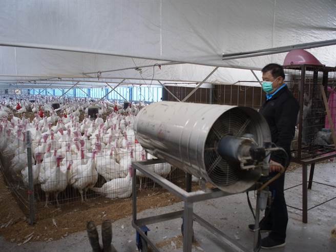 火鸡防寒害，云林县北港镇「台鸡店」让火鸡吹暖气。（张朝欣摄）