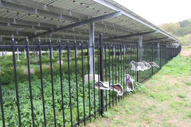 苗栗县政府有条件核发竹森太阳光电厂开发计画，其中包括让基地成为小动物进出基地。（苗栗县政府提供／谢明俊摄）