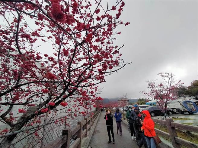 台中后里泰安派出所樱花开约8成，近日陆续有游客前往赏花。（王文吉摄）