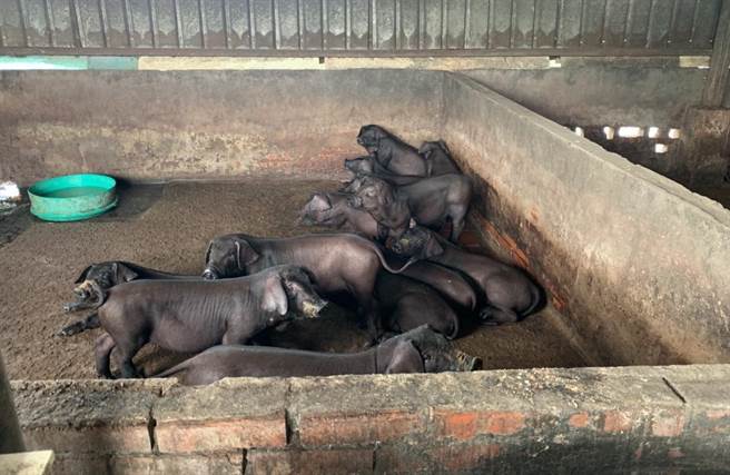 桃园市有近300间养猪场，共饲养约12万头猪，其中有8万5千多头是黑毛猪。（桃园市农业局提供／陈梦茹桃园传真）