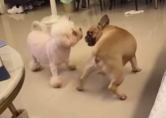 一名男子在脸书社团放上一段2只狗的玩在一起的影片，引起网友们争相标记朋友来观看。（翻摄自爆废公社公开版）