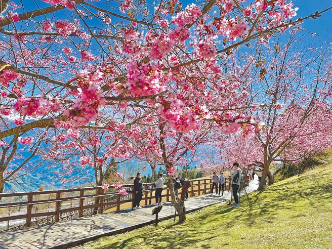 樱花季来临，南投许多赏樱胜地都已呈现浪漫的粉色花海，图为清境农场。（何书青摄）