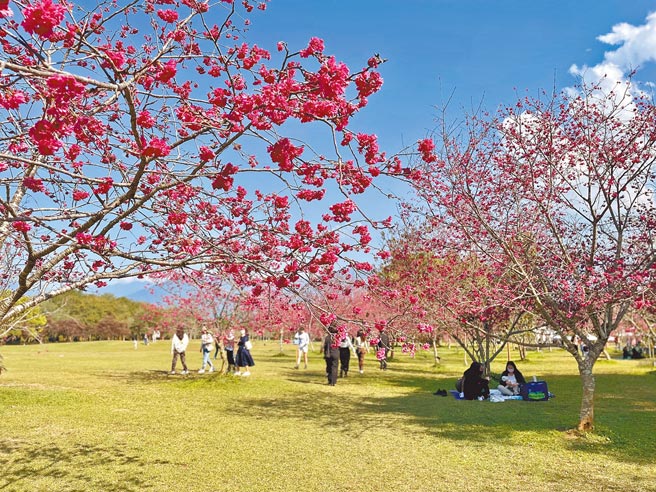 「2022日月潭樱花季」已开跑，许多地方都能欣赏不同品种的迷人樱花，其中国立暨南国际大学吸引许多游客来野餐兼赏樱。（何书青摄）