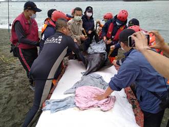 新北市救難協會八里分會救援3海豚 八里區長致贈保溫杯