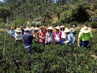 小旅行紛紛取消 三峽自產自銷茶農收入受創