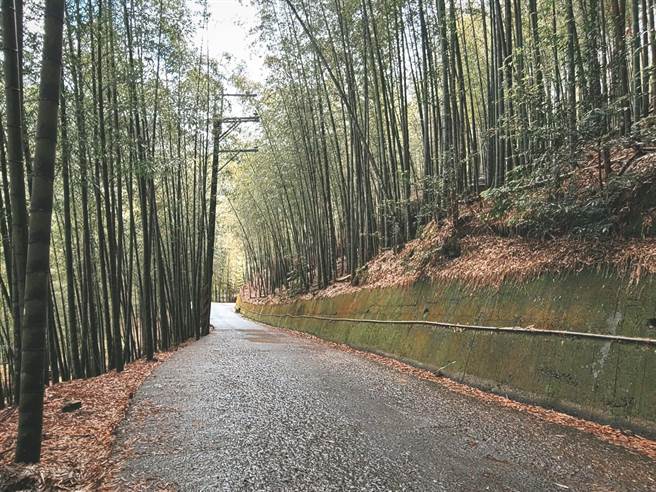 大鞍竹海风景区位在南投县竹山镇，拥有大片孟宗竹林，全长2.2公里的竹海隧道，让人彷佛一秒置身日本岚山竹林小径。(公所提供／吴建辉南投传真)