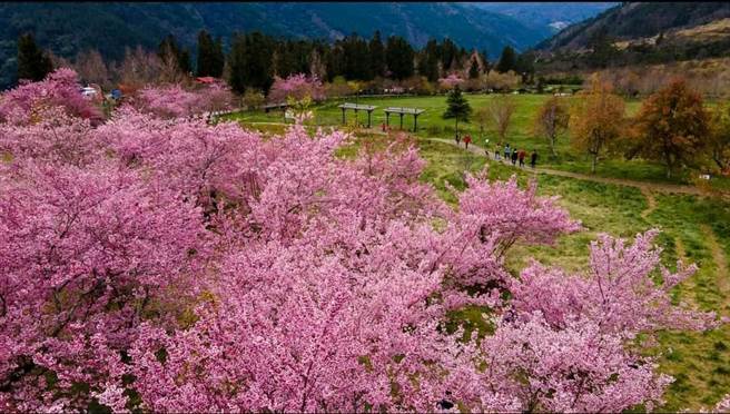 武陵農場櫻花盛開匯集成粉紅浪漫櫻花河，成為每年追櫻迷朝聖重地。（武陵農場提供／陳淑芬台中傳真）