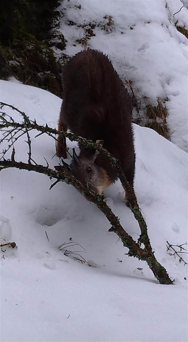 氣象局20日發布豪雨特報，加上寒流來襲，雪霸國家公園早上10點多開始飄雪，雪山圈谷積雪更達70公分深，形成皚皚白雪世界。（翻攝FB社團 雪霸國家公園登山資訊分享站）
