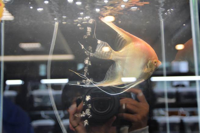 屏县府在第4届观赏鱼国际交流赛新增神仙鱼项目，吸引不少民眾观看。（谢佳潾摄）