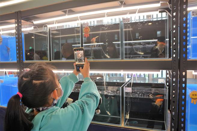 屏县府在第4届观赏鱼国际交流赛新增神仙鱼项目，吸引不少民眾观看。（谢佳潾摄）