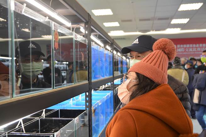 屏县府在第4届观赏鱼国际交流赛新增神仙鱼项目，吸引不少民眾观看。（谢佳潾摄）