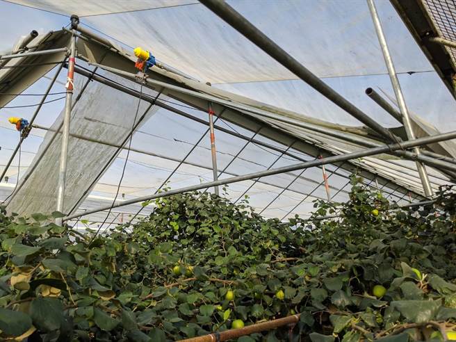 预防寒害，高雄市农业局提醒枣农接近成熟果实尽速採收。（高雄市农业局提供／林瑞益高雄传真）