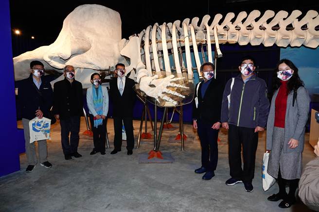 海保署挑选20日揭牌「南瀛海洋保育教育中心」，传说中的台南市区气爆鲸豚的骨骼标本现身。（成大提供／程炳璋台南传真）