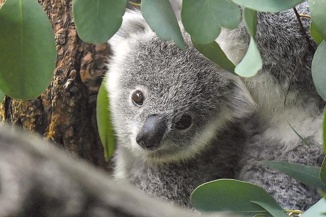 无尾熊列濒危物种图╱美联社