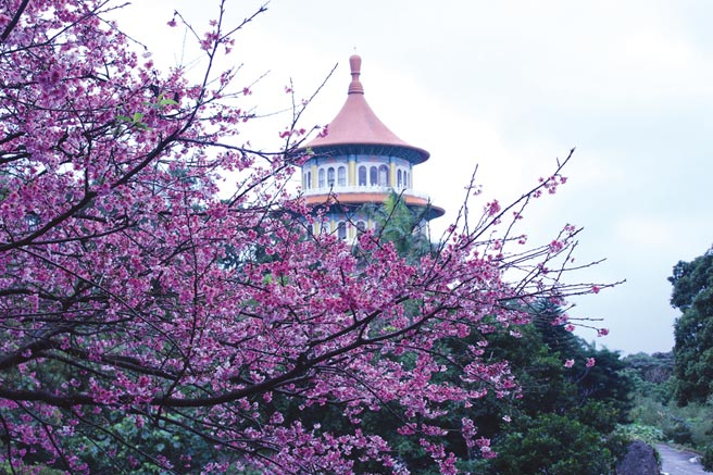 福容淡水漁碼店推出「春遊淡水新花漾」住房專案，讓民眾享受賞櫻樂趣；圖為天元宮粉嫩櫻花盛開。圖／福容提供