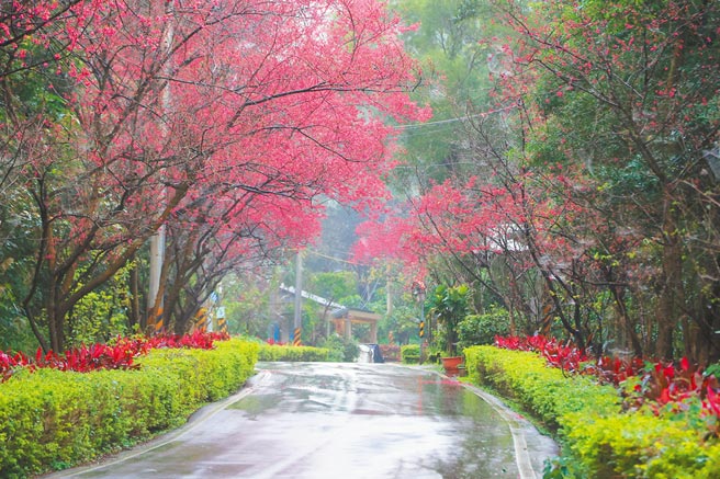 新北淡水区的沪尾樱花大道容易抵达，每年都吸引不少赏樱客造访。（新北市景观处提供／叶德正新北传真）