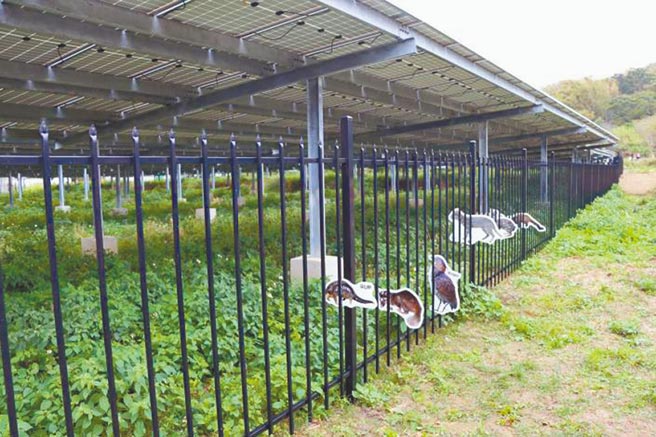 苗栗县政府有条核发竹森太阳光电厂开发许可，让动物得以自由进出基地是条件之一。（苗栗县政府提供／谢明俊苗栗传真）