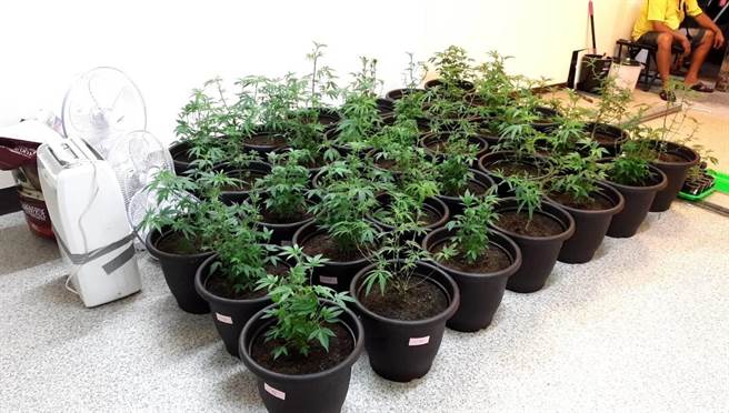 李嫌承租名宅，佯裝飲料店，種植大麻，並掛上紅布條寫「飲品專賣、疫情暫緩、即將在此為您服務」(警方提供)