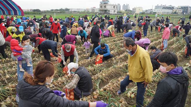 中油昨才举办千名员眷採洋葱活动，遭外界质疑是否因为有防疫破口，今天才祭出防疫加严措施。（中油提供）