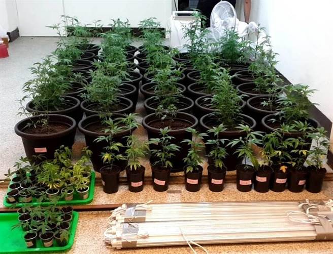 经中市警方组成专案小组长期密集进行跟监埋伏，当场在李男租屋查获大麻植株81株。（台中市警局提供／冯惠宜台中传真）