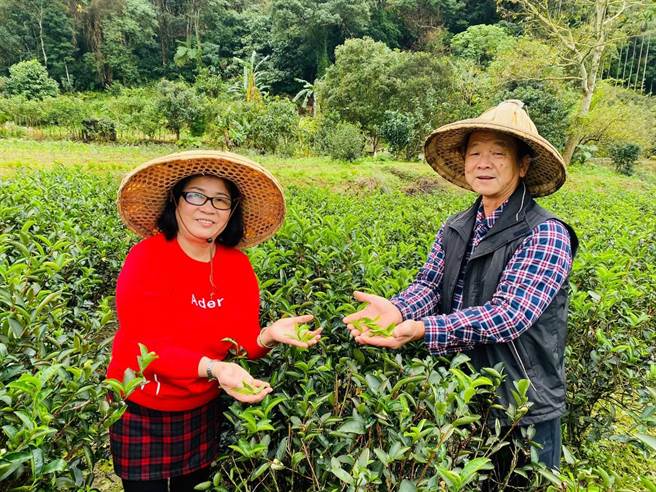 新北市三峡区范添贵原本从事公车司机，退休后毅然决然与妻子投入制茶工作，努力10年经营茶园，获得本届新北好茶-三峡区冬季优良碧螺春绿茶评鑑冠军。（新北市农业局提供）