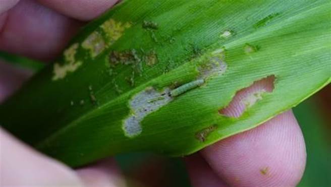（秋行军虫初期危害并不显着，需定期巡查才能早期发现。图／农委会提供）