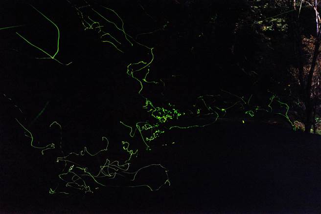 神木萤在夜空中飞舞，画出奇特的轨迹。（杉林溪提供／廖志晃南投传真）