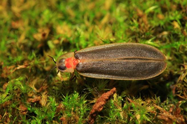 罕见冬萤「神木萤」杉林溪现踪。（杉林溪提供／廖志晃南投传真）