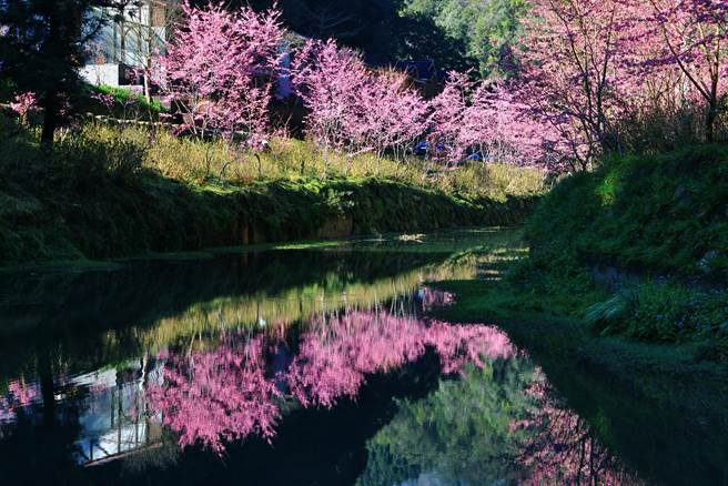杉林溪「樱花河岸」，美不胜收。（杉林溪提供／廖志晃南投传真）