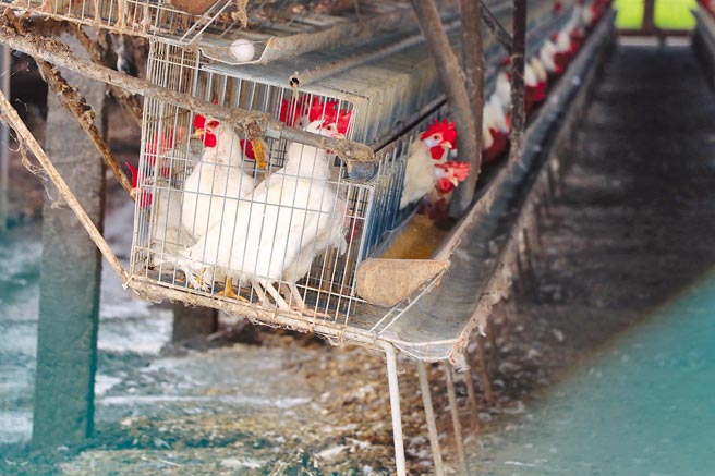 蛋商指出，这次缺蛋最主要原因是禽流感，很多鸡农担忧通报疫情会扑杀鸡只，选择隐匿。传统格子笼开放式养殖环境简陋壅挤，生物安全难以管理，也成为禽流感传播蔓延的因素。（台湾动物社会研究会提供）