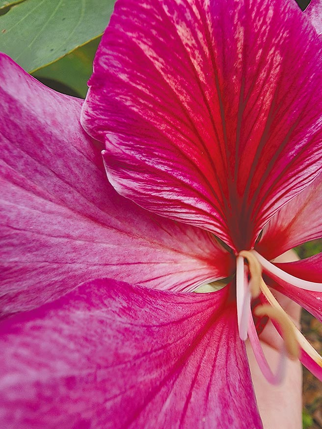 Galaxy S22 Ultra微距拍摄。（石欣蒨摄）