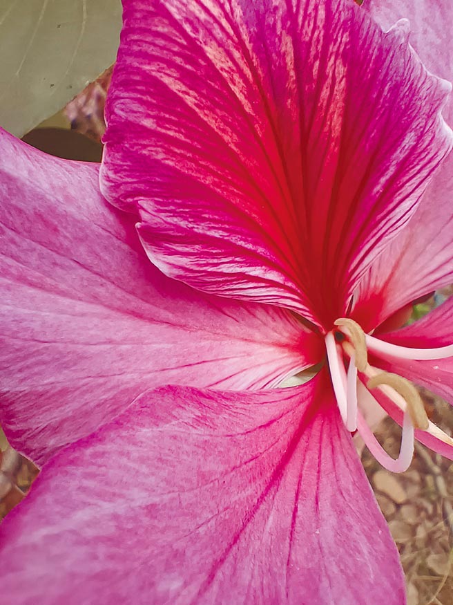 OPPO Reno7 Pro微距拍摄。（石欣蒨摄）