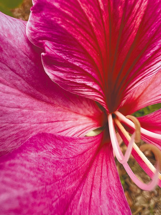 iPhone 13 Pro Max微距拍摄。（石欣蒨摄）