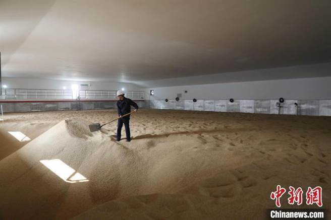 大陆粮食系统反腐，多地揪出「粮仓硕鼠」蚕食鲸吞。图为工作人员在平整已经满仓的粮库。（中新社资料照）