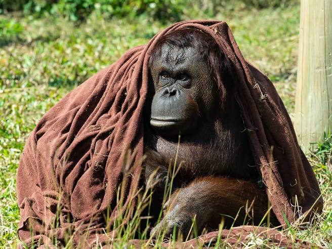 保育员近日为红毛猩猩「咪咪」准备咖啡色毛毯，聪明的她立刻发挥时尚潜力，披上新装走秀。（柯宗纬翻摄）