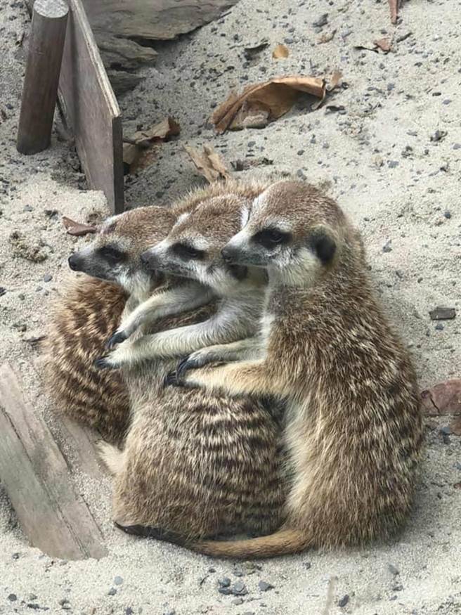 狐獴顾不了防疫社交距离，上演韩剧《冬季恋歌》相拥取暖画面。（柯宗纬翻摄）